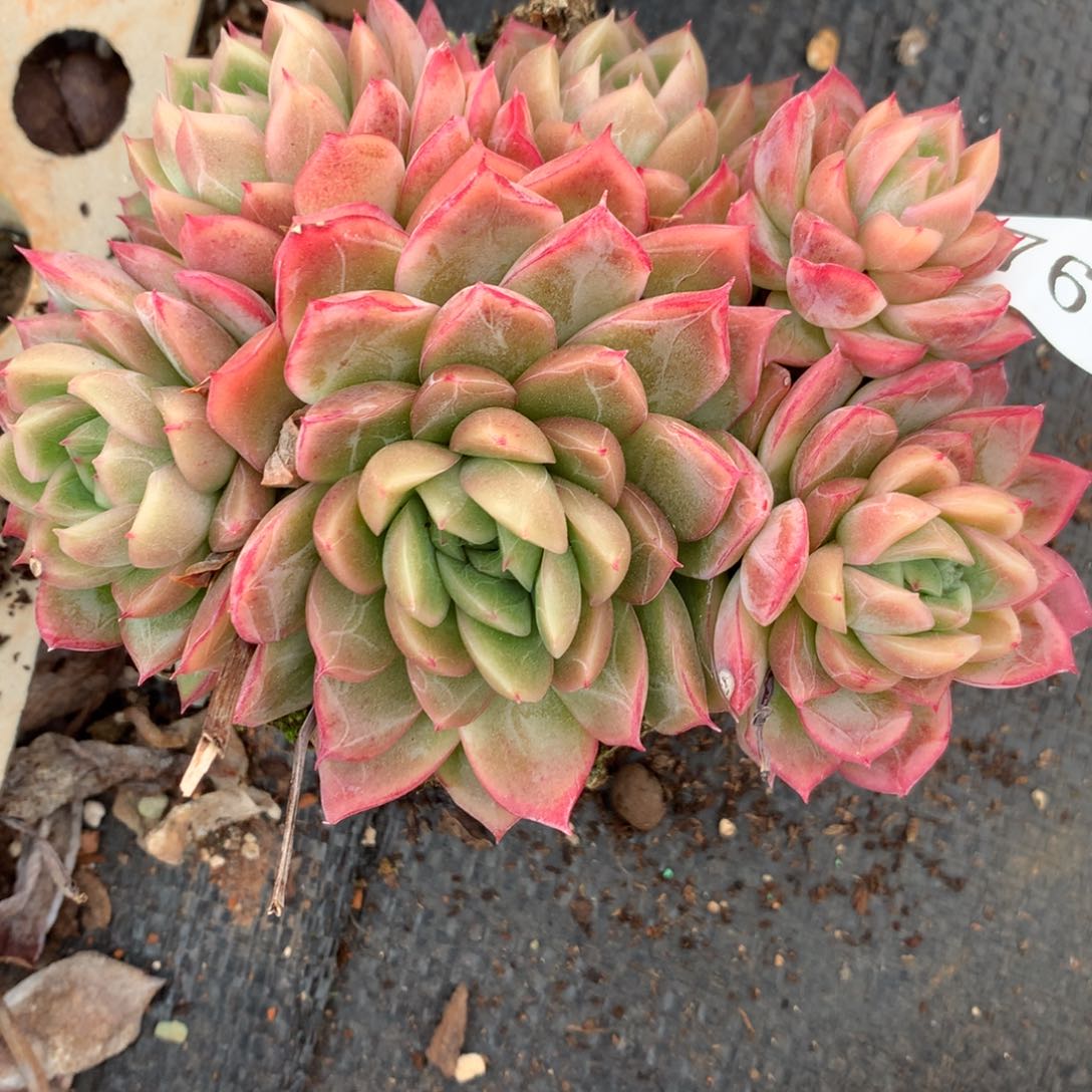 7690杂交多肉老桩