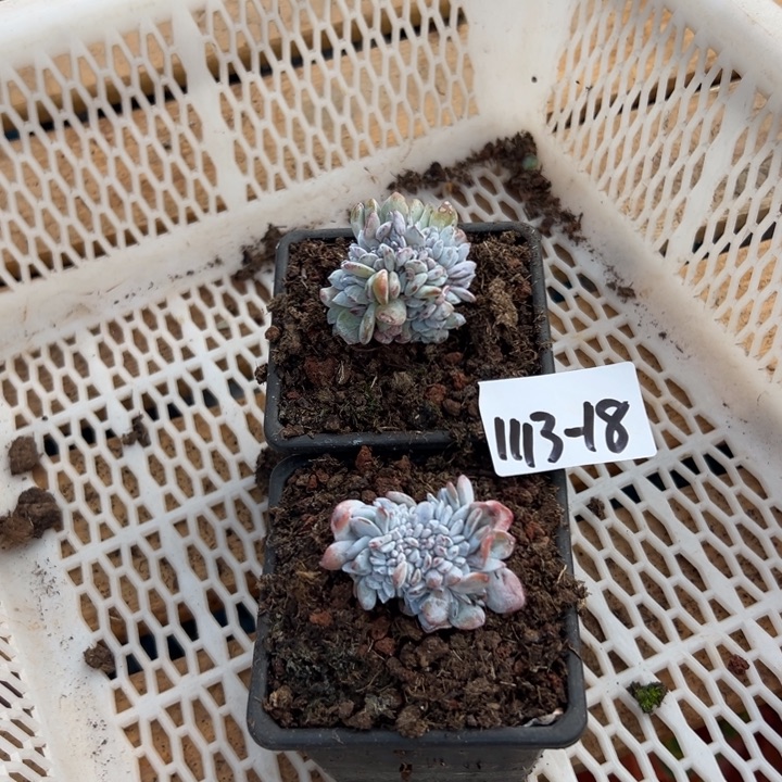 1113-18雪莲缀多肉随机