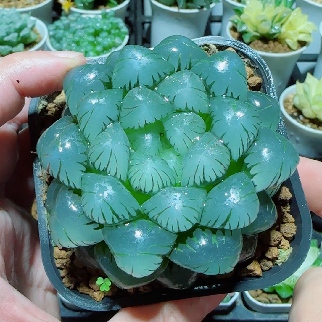 超大号冰灯玉露母本