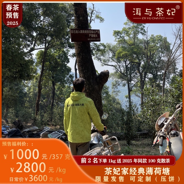 2025年易武茶区普洱生茶经典薄荷塘倚邦大黑树林100克