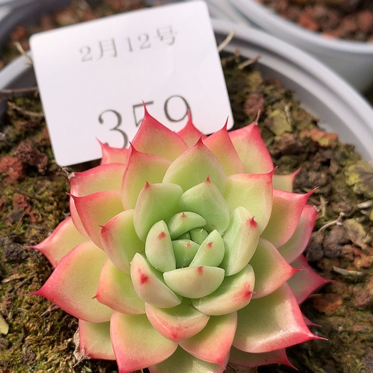 【闪购商品】云359号