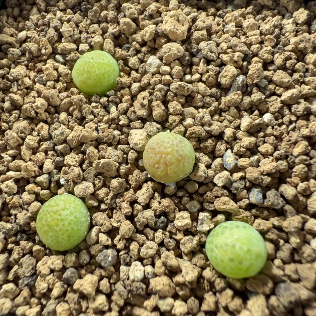 量拍园艺玉米一颗。多肉