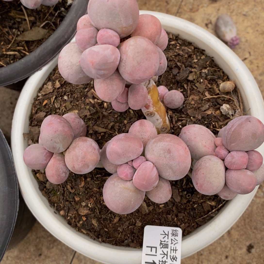 香水手指175/10c m