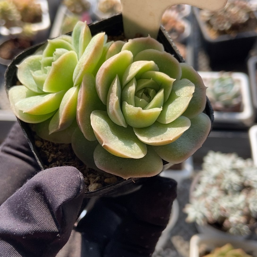 1052虾饺多肉植物保护