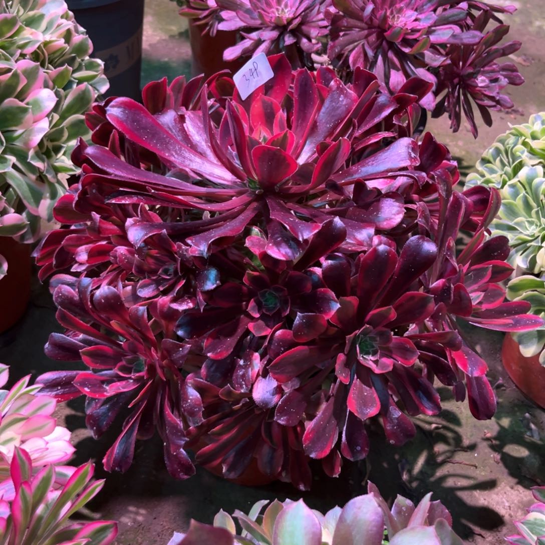 多肉植物蒙娜丽莎349