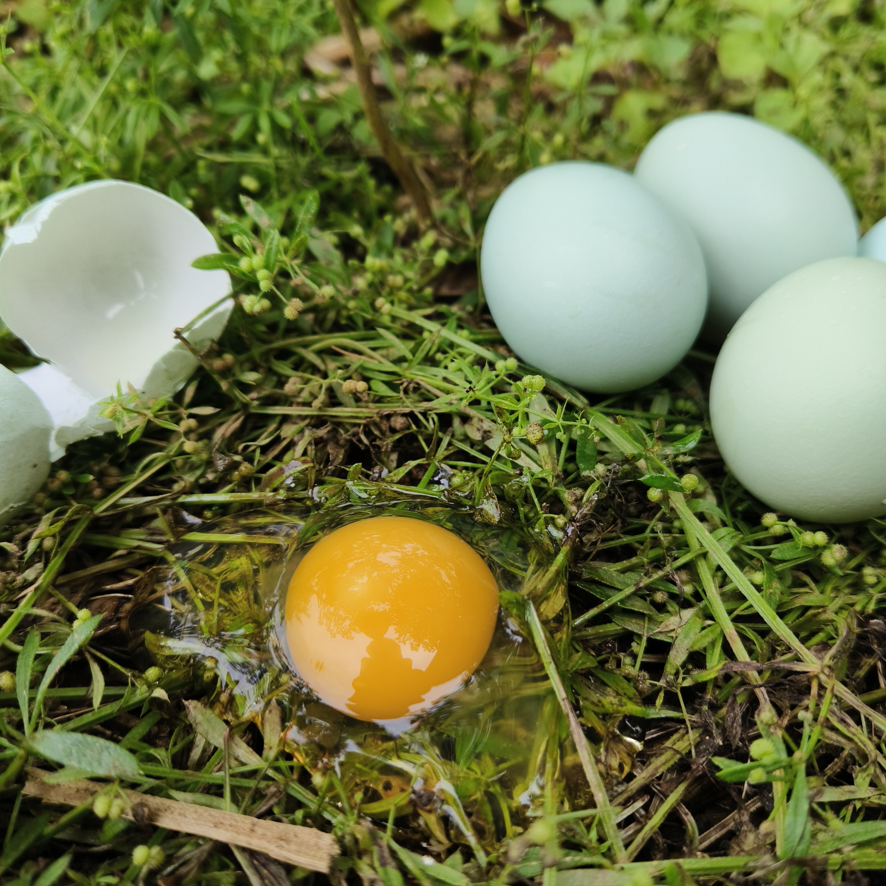 正宗新鲜绿壳乌鸡蛋五谷喂养现捡现发 破损包赔 京东发货