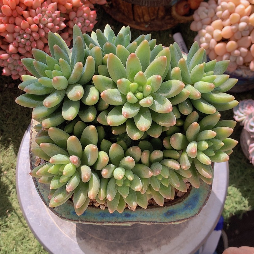 【闪购商品】彩虹阿蒂斯托