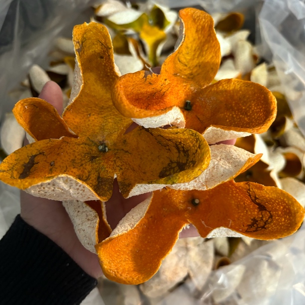 2024年东甲老树圈枝冬至大红皮 正宗新会陈皮 一线核心产区