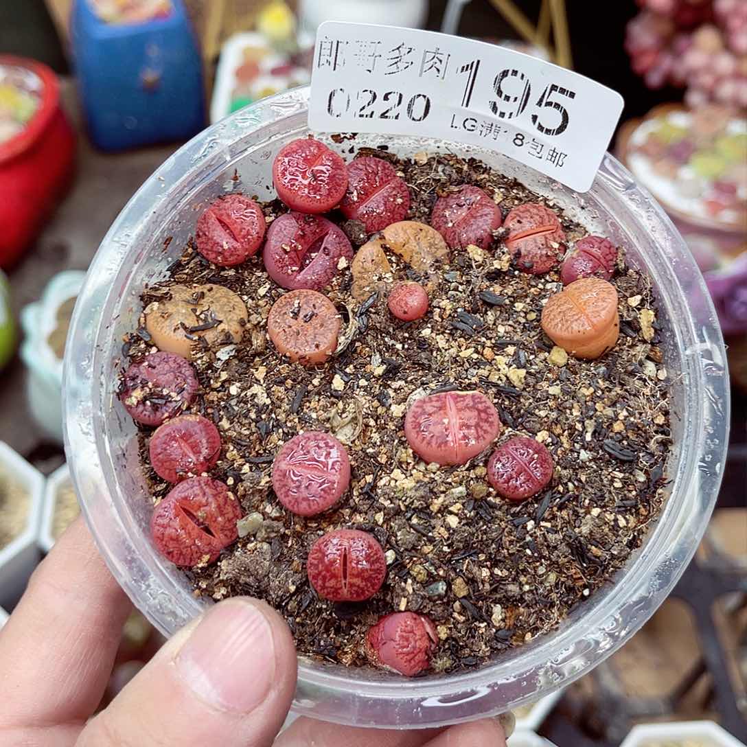 郎哥多肉生石花20-195