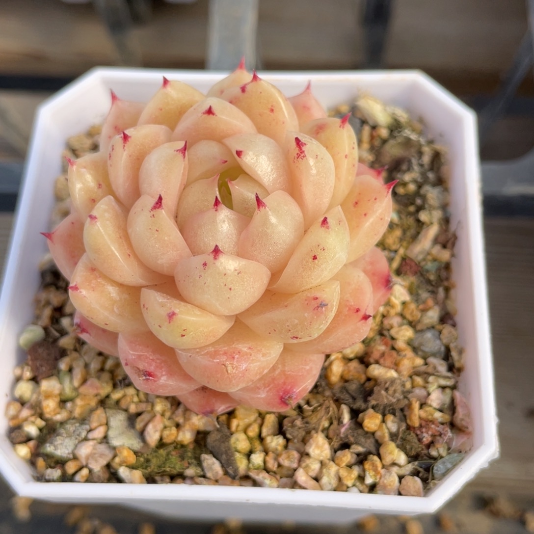 ****S优选麦杆多肉福利1910