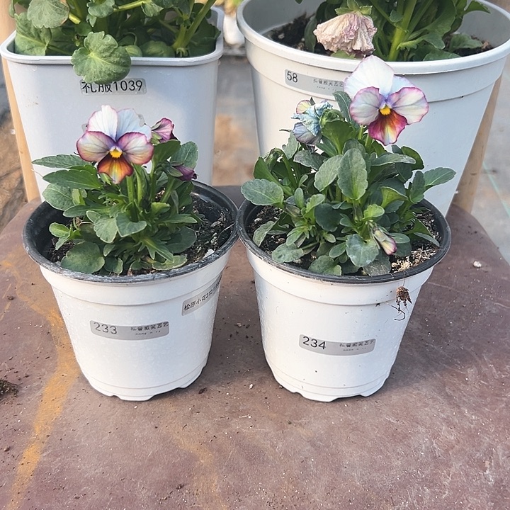 木抖音直播闪拍233/234