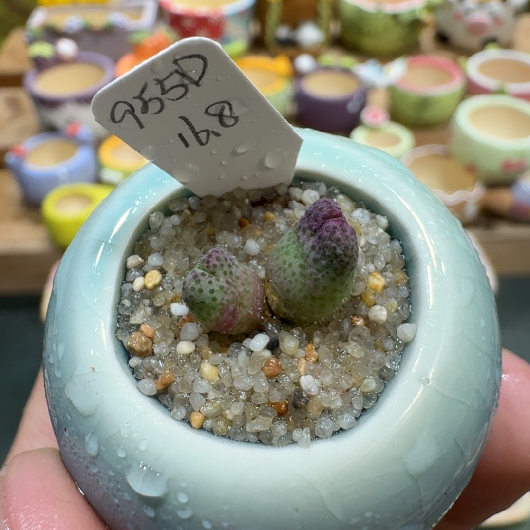 蘑菇1124一颗955d斑马多肉植物