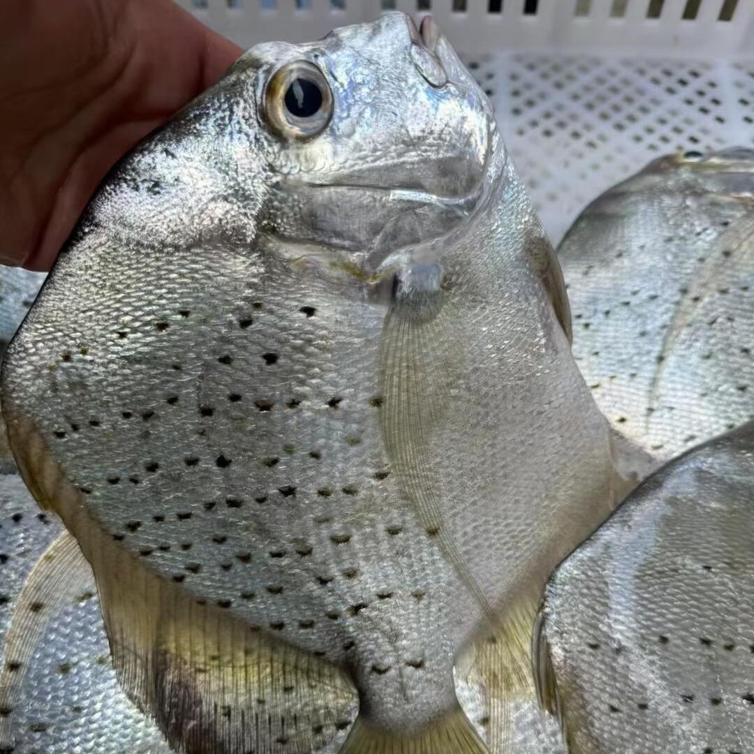 湛江本港鸡笼鲳 芝麻仓 鱼肉鲜嫩 蒸煮都好吃