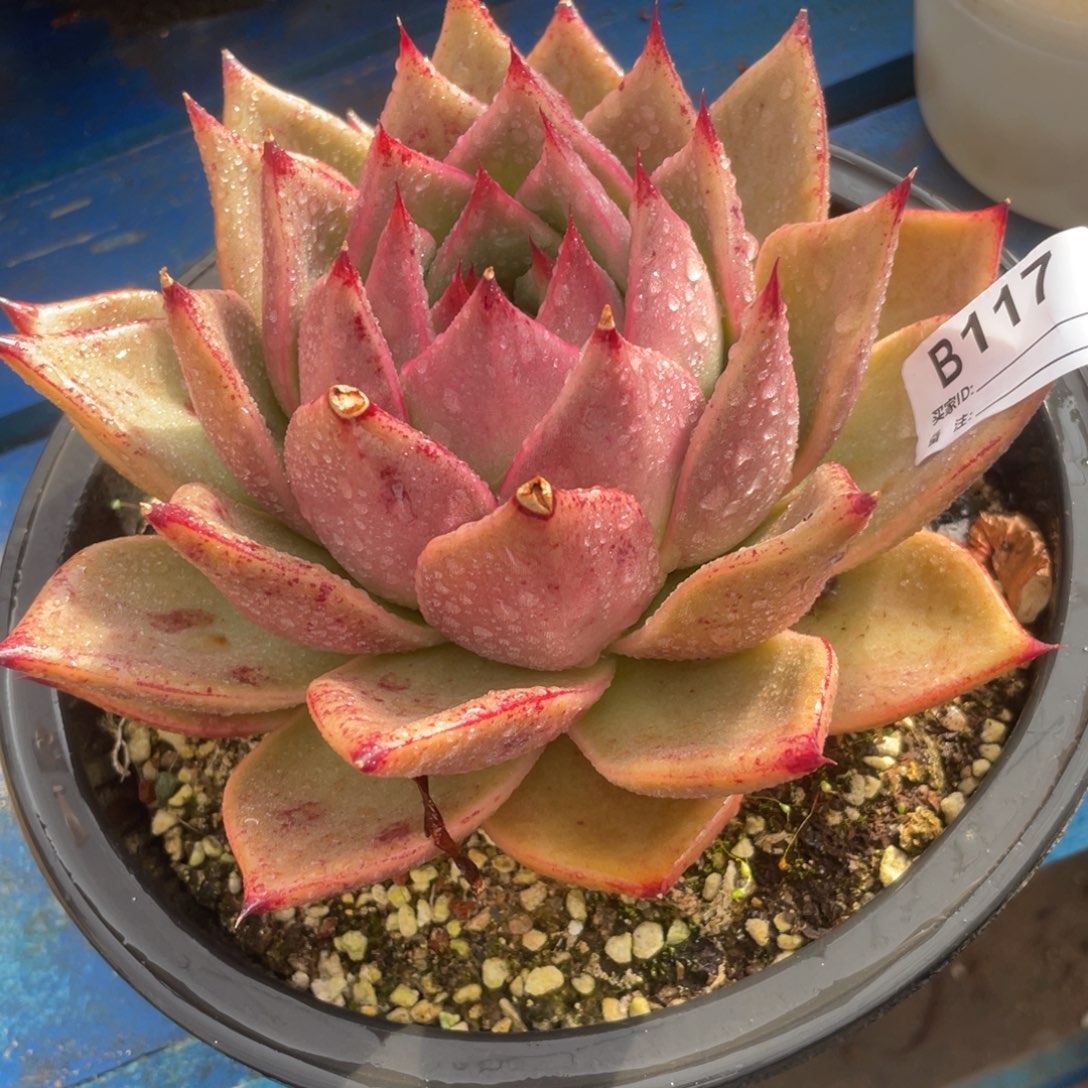 无花朵若如东云单拍B117