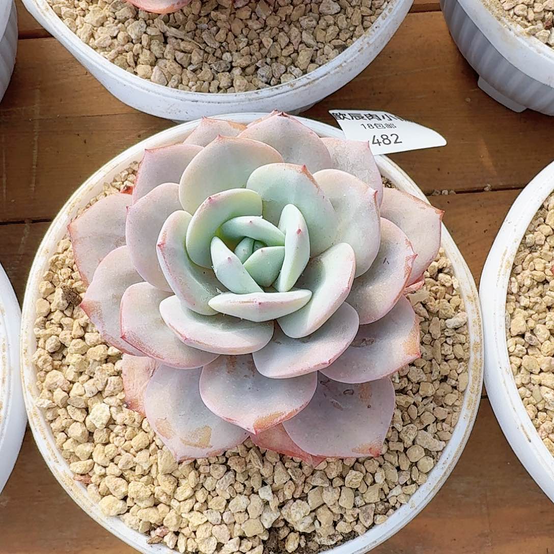 多肉植物奶茶单头482