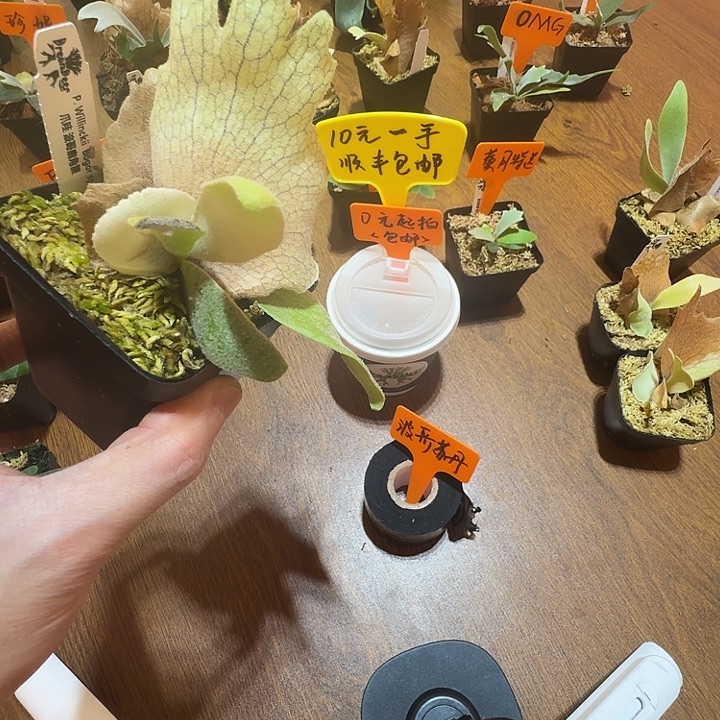 无花朵鹿野直播间竞拍波哥苏丹