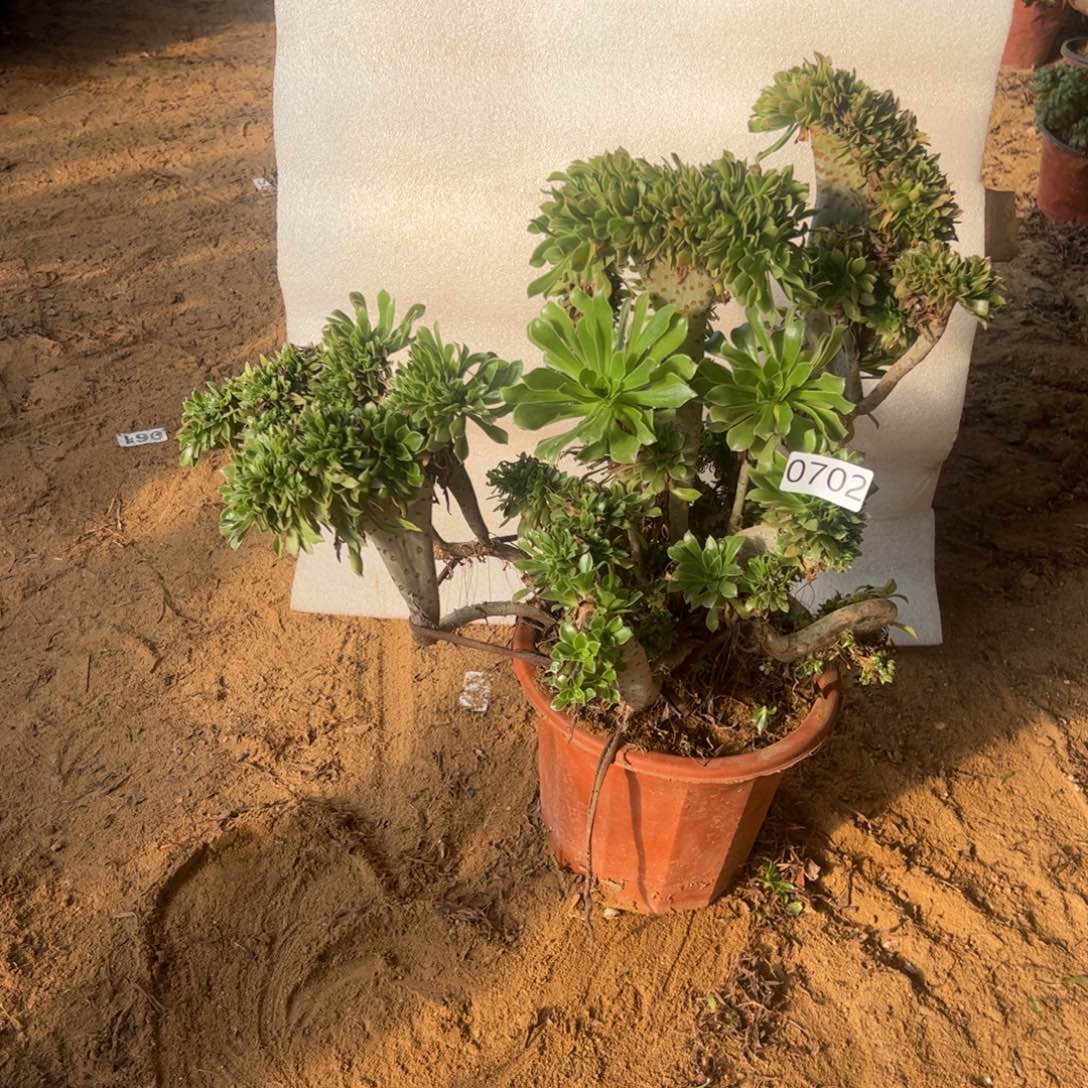 伤多原始绿701冠服45