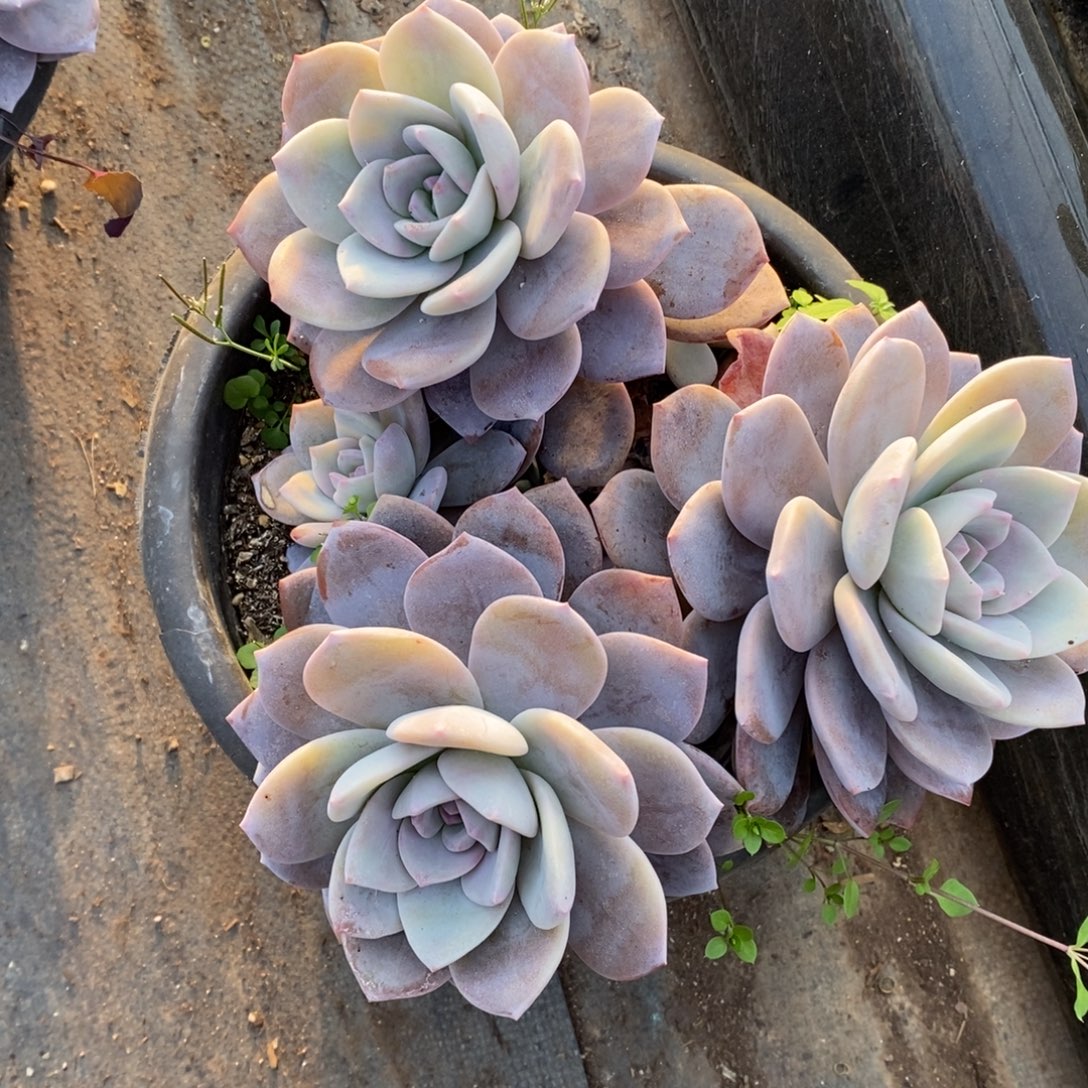 红茶三大头起发老桩，230杯