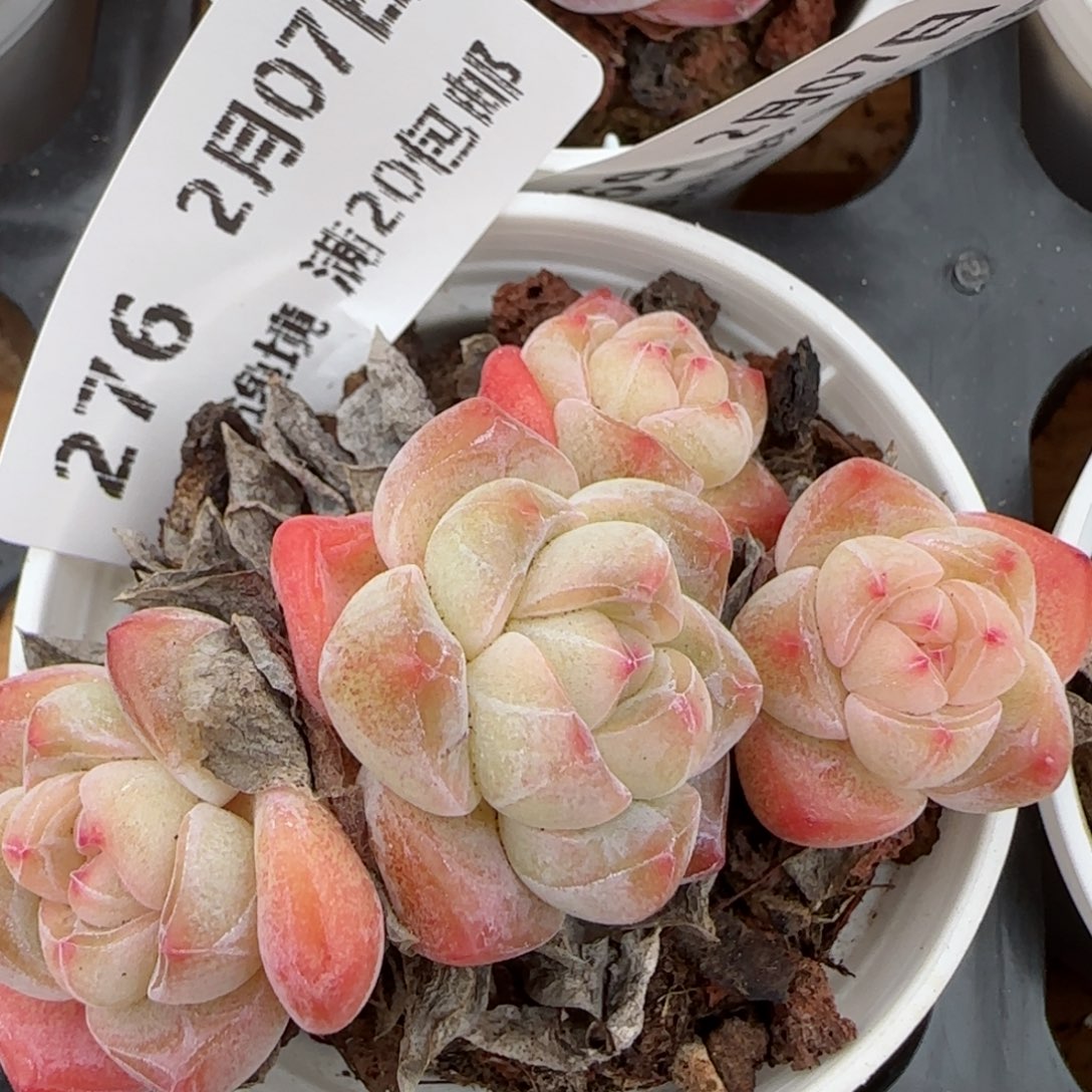 花语逸镜0207-276