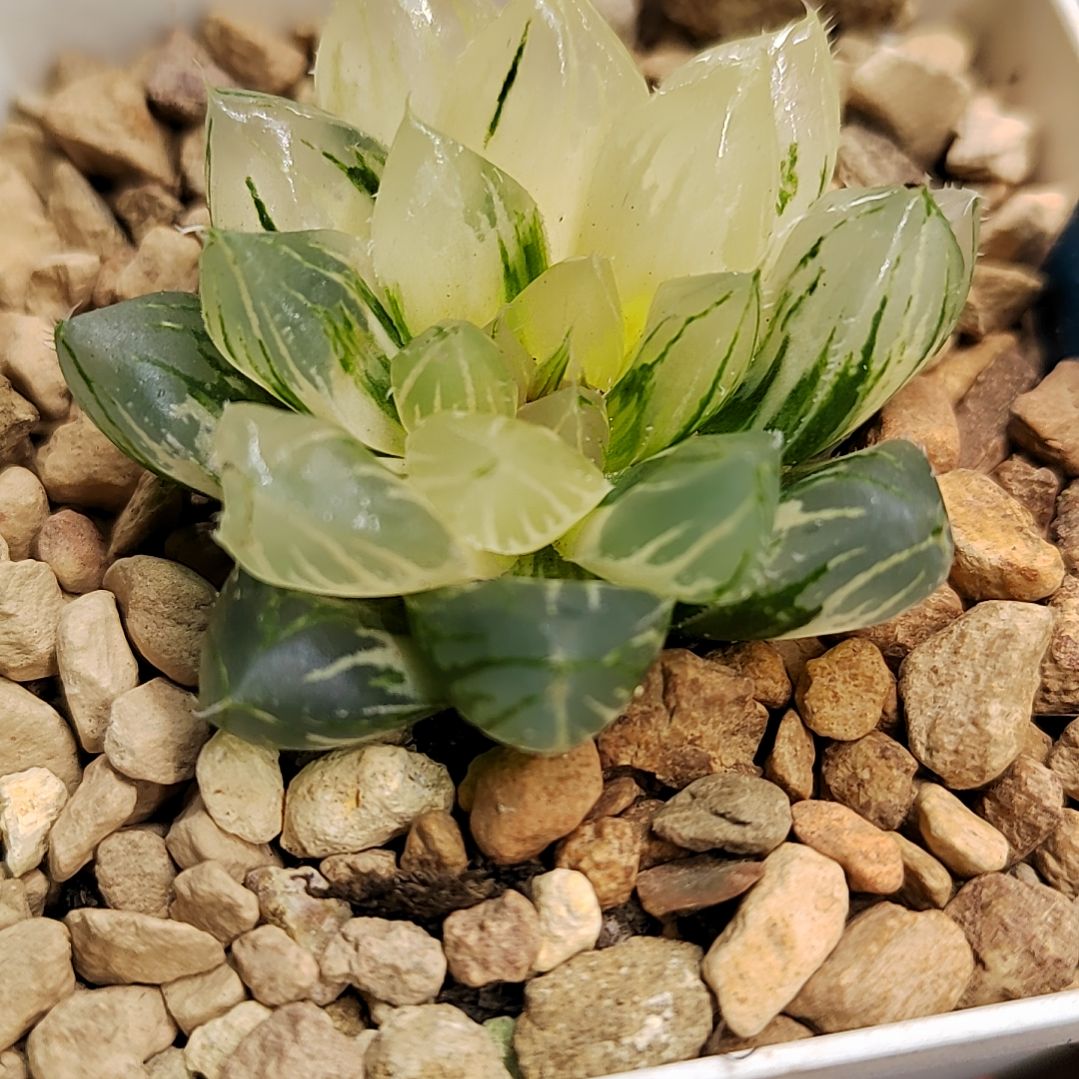 60号 龙爪玉露锦 4厘米左右一物一拍带盆