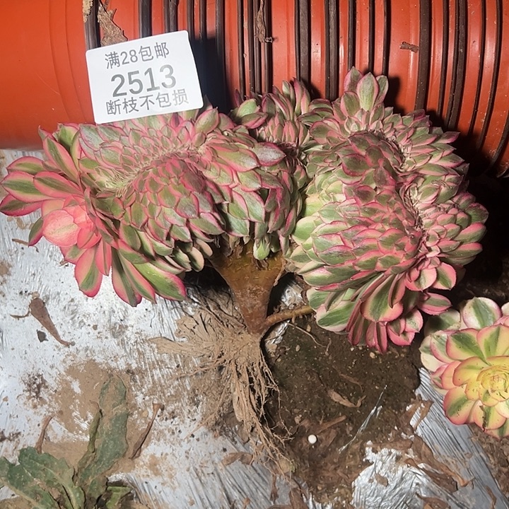 2513倾城缀多肉植物