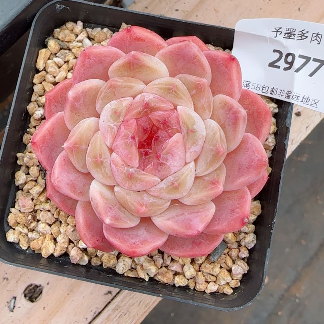 秘境冰魄，2977多肉