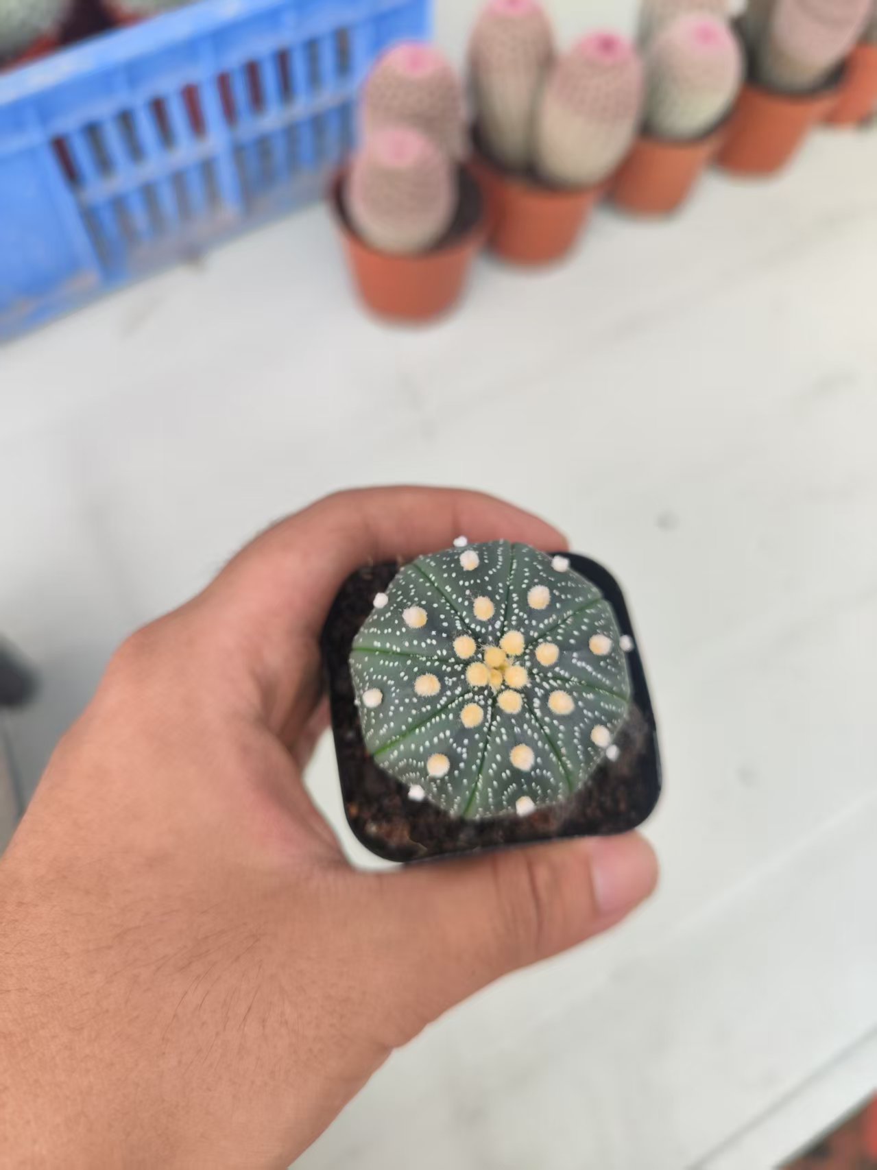 一物一拍仙人球链接