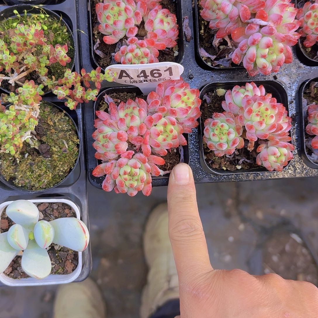 四**语A461烂苹果一物一拍