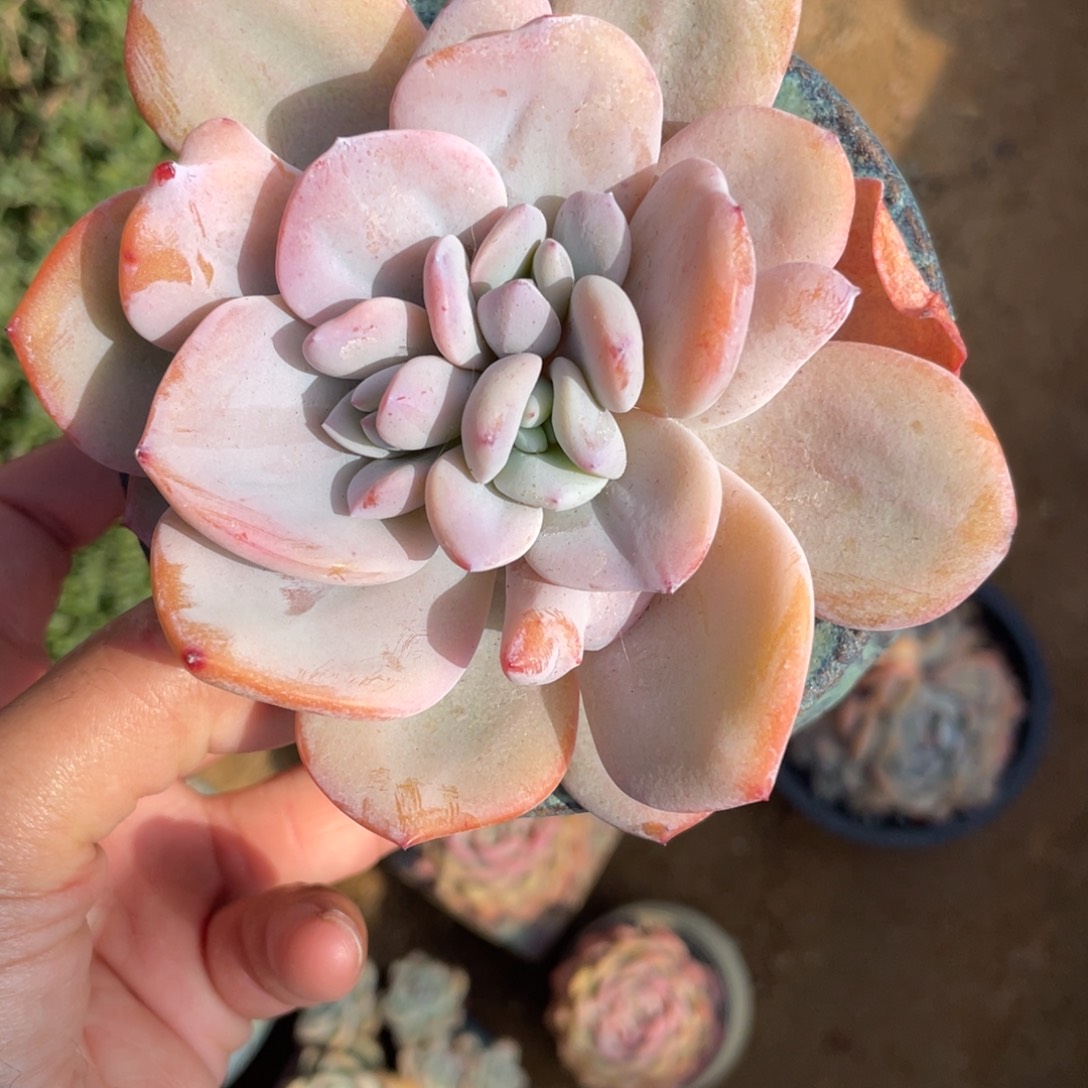 多肉植物多肉植物