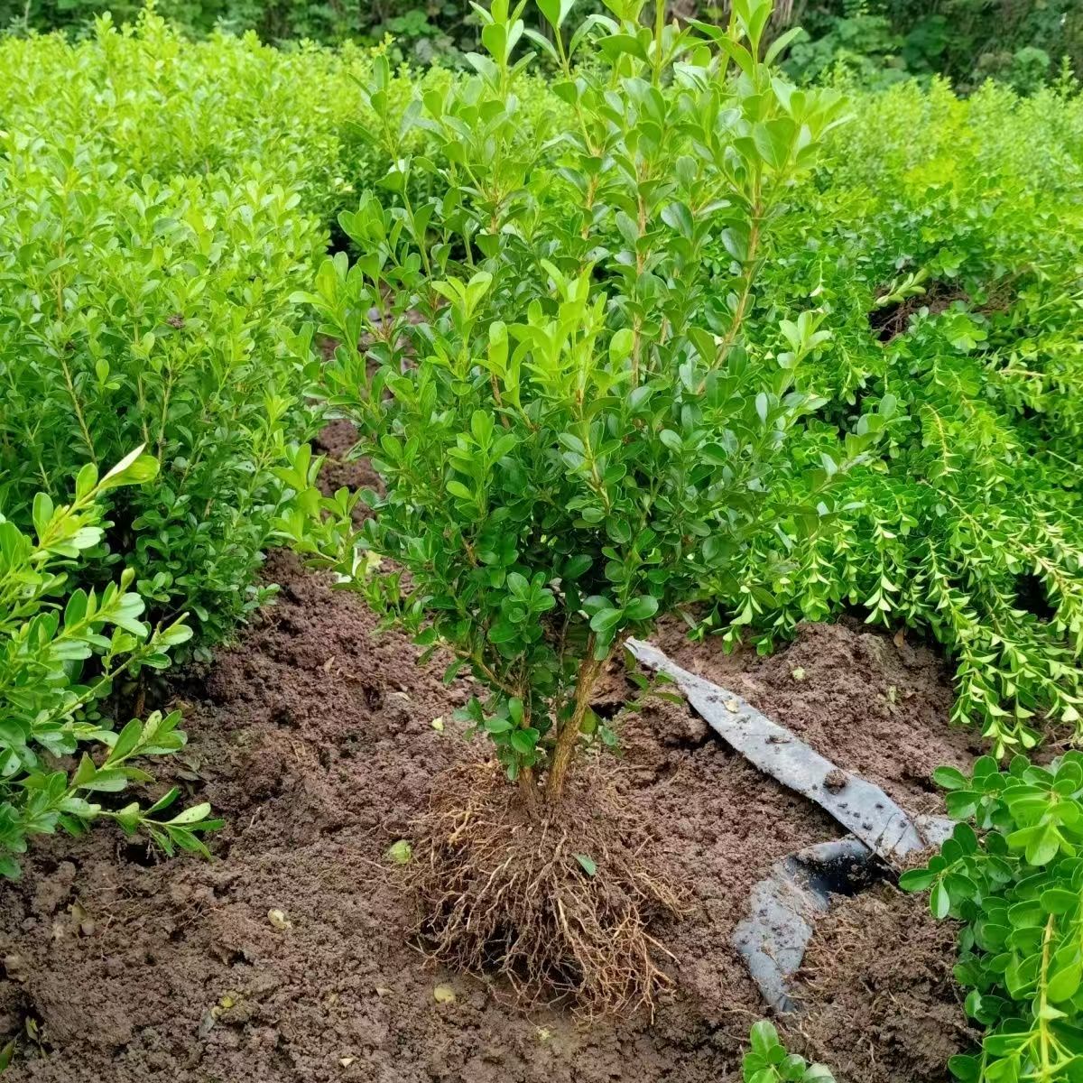 小叶瓜子黄杨苗庭院绿篱树苗