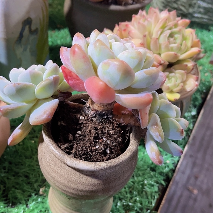 冰玉2455多肉植物