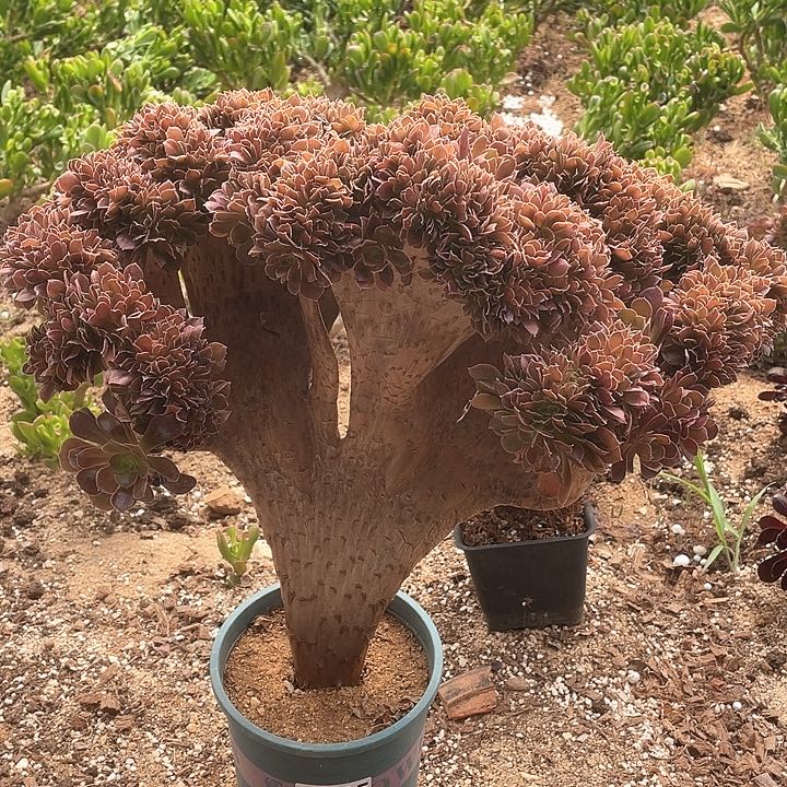 A275多肉柠檬缀化78-1一棵脱土包邮