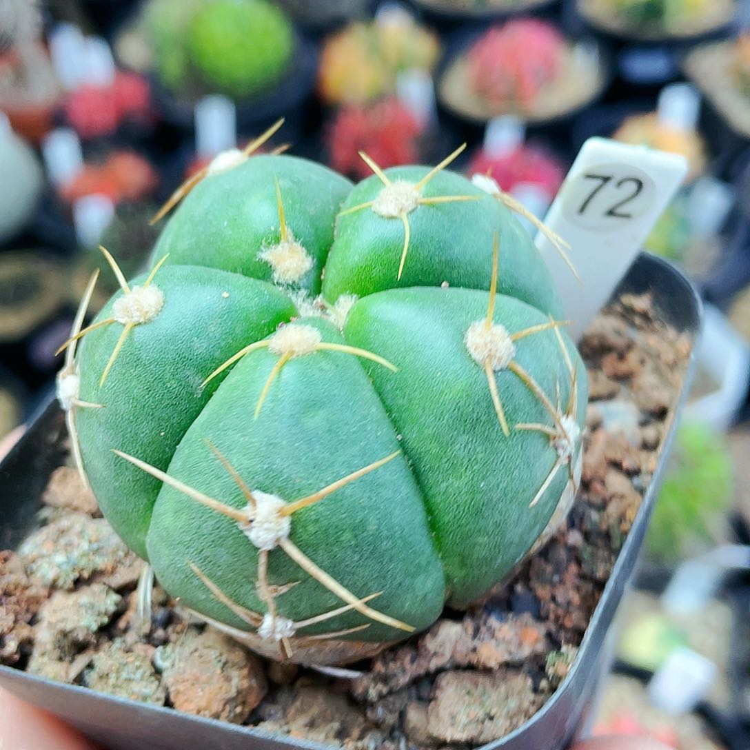 红花海王非偏远地区满25包邮仙人球