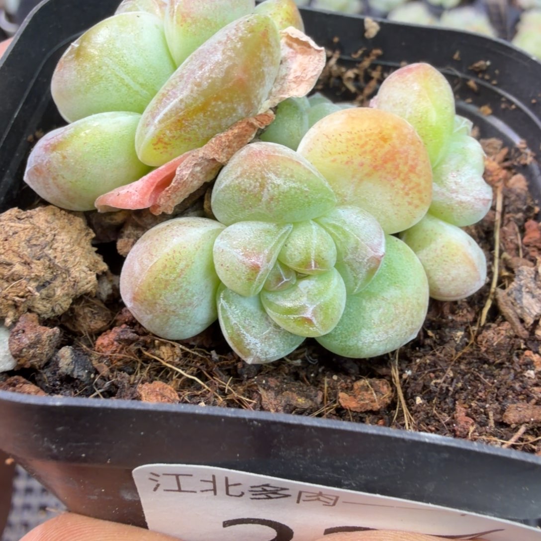 227 号到手一颗江北多肉