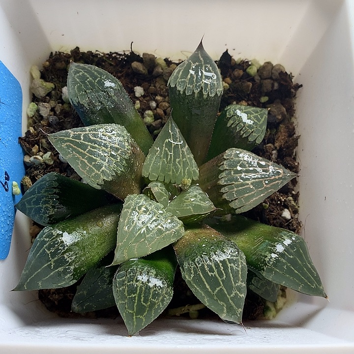 实生选拔克一物一拍