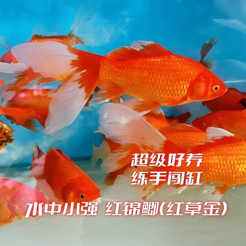 【冷链包邮】大尺寸7-9厘米9条大草金鱼冷水观赏鱼新手好养耐活