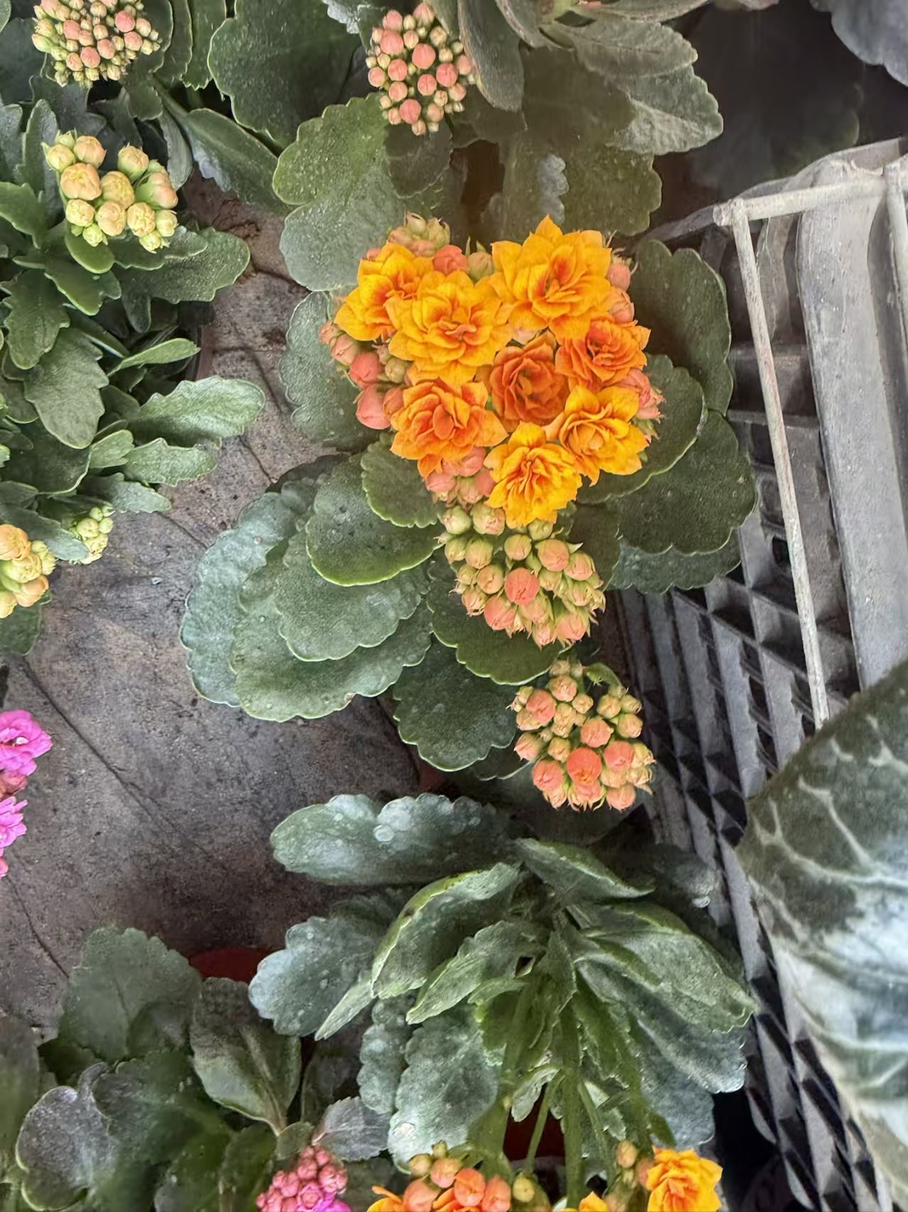 长寿花盆栽重瓣大花带花苞四季室内开花好养花卉植物