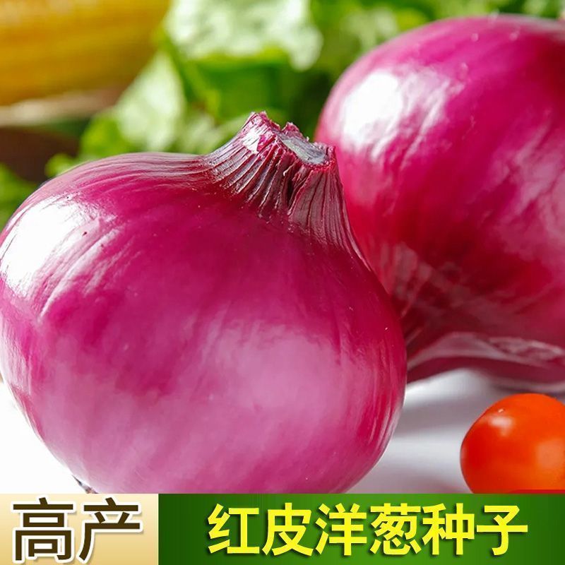 【红皮洋葱种子】紫皮圆葱种子蔬菜种籽早熟耐寒耐热易种蔬菜种子