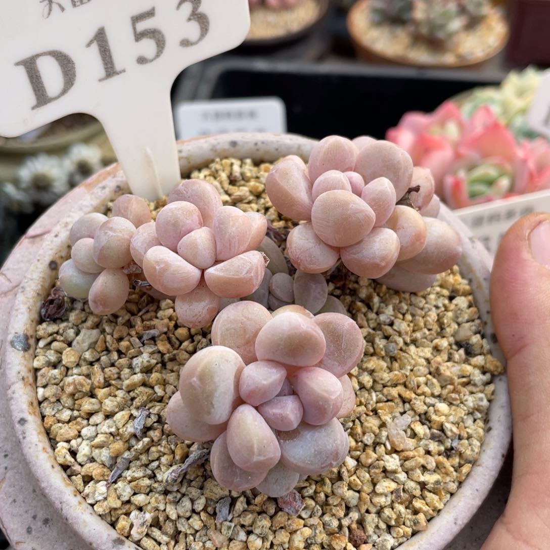 153香芋不带盆9厘米