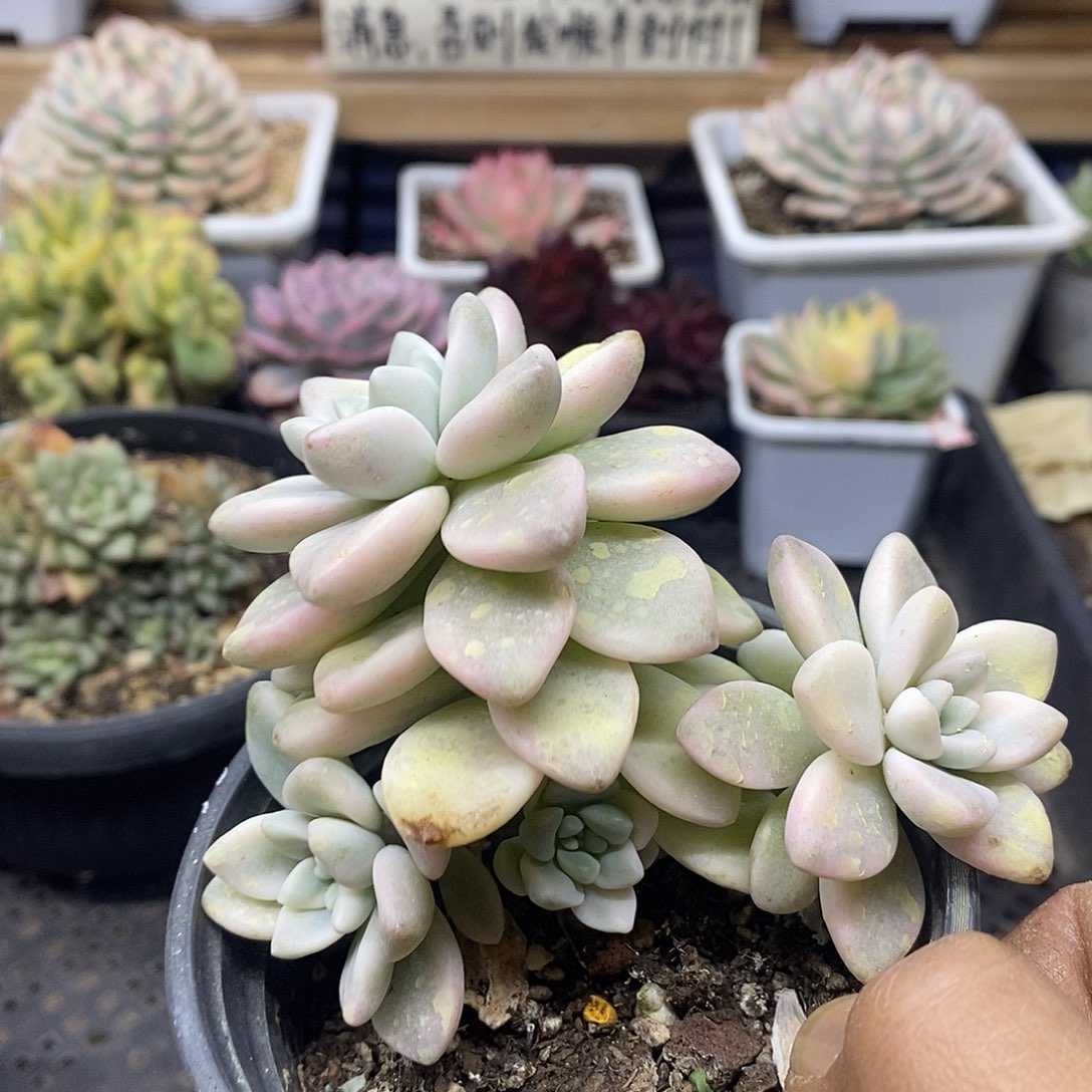 06214 奶酪蛋糕锦自然群