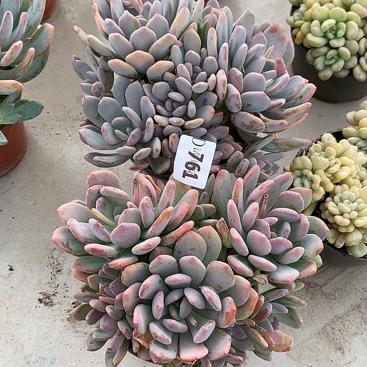 短****761灰姑娘多肉2颗多肉