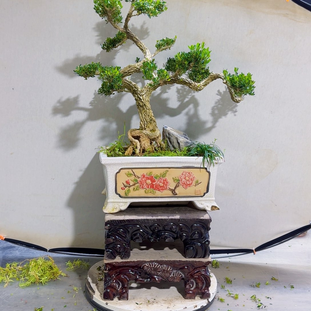 高端黄杨盆景艺术