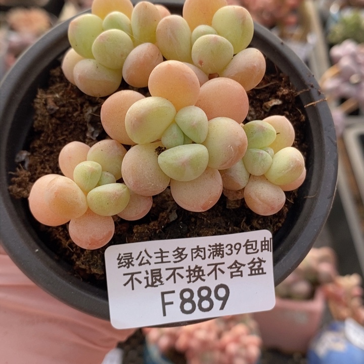 萤火虫6cm889多肉植物