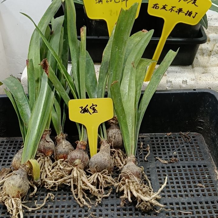 无花朵孤宝2-3发一个