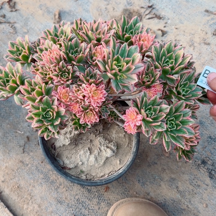 574甜茶多肉植物