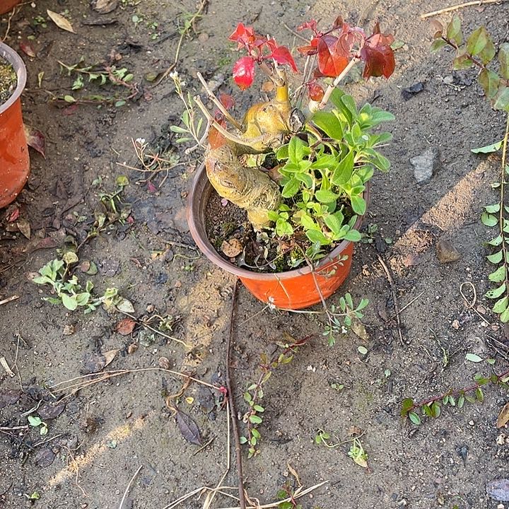 陈****无花朵35菊花菊花计划经济