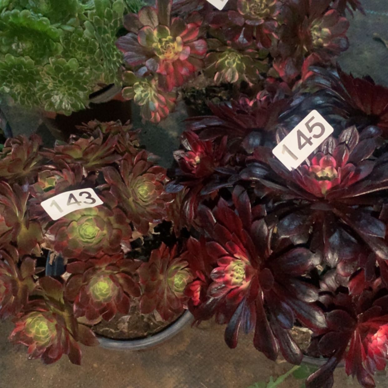 【闪购商品】143➕145组合