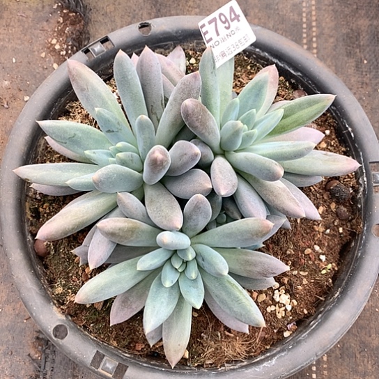 黄胖体794 亏本处理退款拉黑7-8天发货