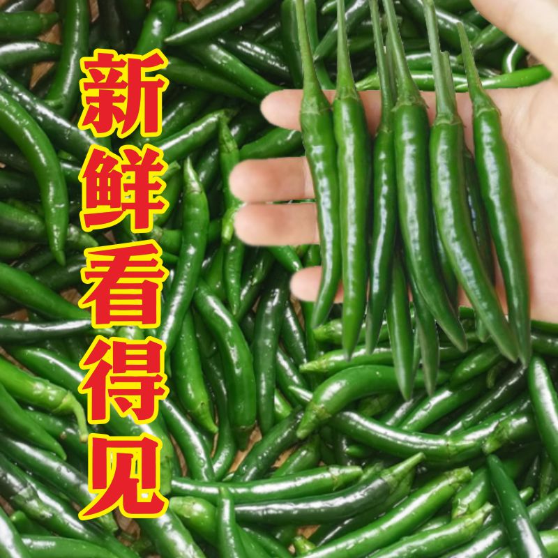 青小米辣新鲜现摘超辣小米椒青尖椒适合炒肉的农家辣椒