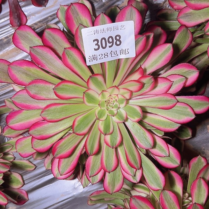 3098红铜白多肉植物2号